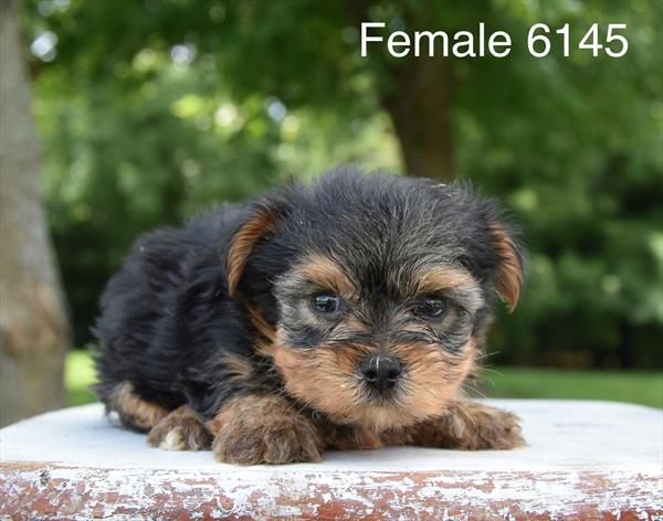 Reba Image #1