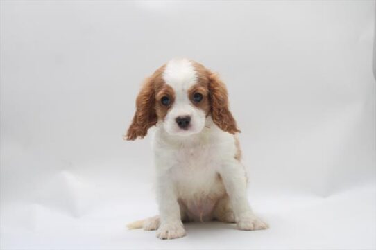 [#261353-01] Blenheim / White M Cavalier King Charles Spaniel Puppies For Adoption