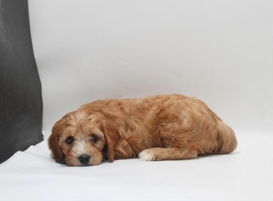 [#261447-07] Red F Cavapoo Puppies For Adoption