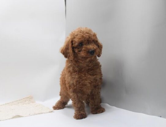 [#261347-01] Red M Poodle Mini Puppies For Adoption
