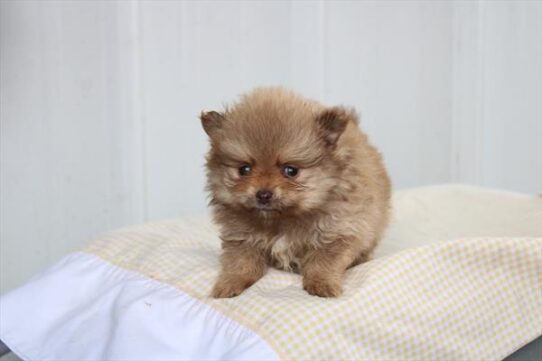 [#261185-03] Brown M Pomeranian Puppies For Adoption