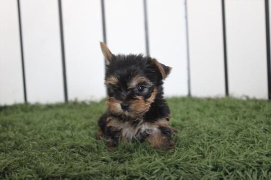 [#261658-02] Black / Tan M Yorkshire Terrier Puppies For Adoption