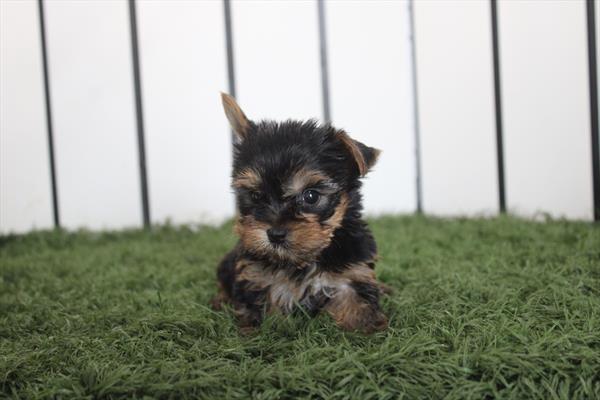 bruiser Image #1