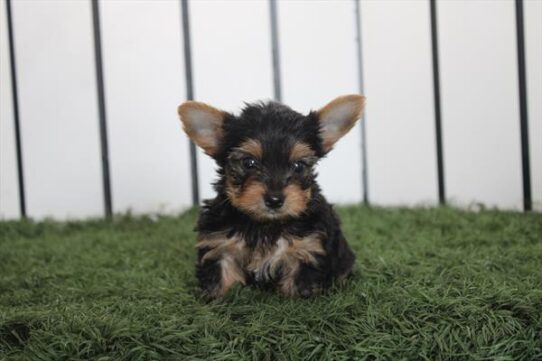 [#261658-03] Black / Tan M Yorkshire Terrier Puppies For Adoption