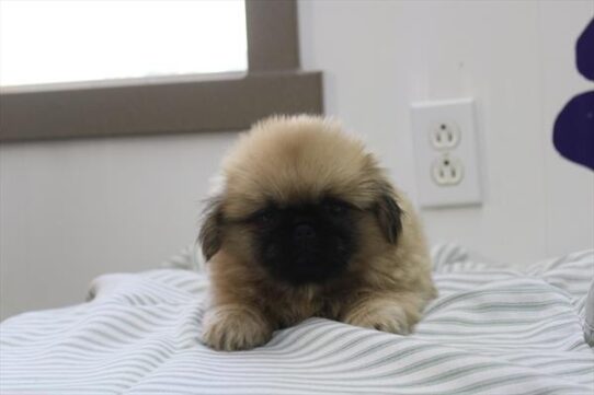 [#261377-02] Fawn F Pekingese Puppies For Adoption