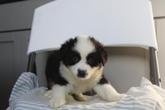 [#261362-06] Tri-Colored F Miniature American Shepherd Puppies For Adoption