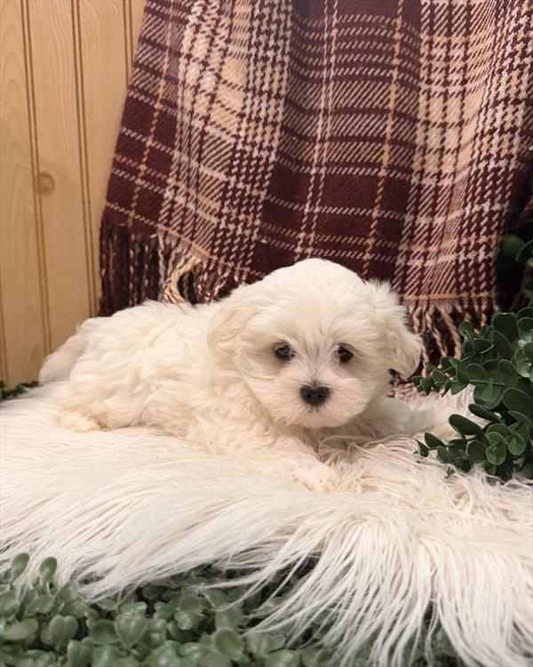 [#261233-02] White F Maltese Puppies For Adoption