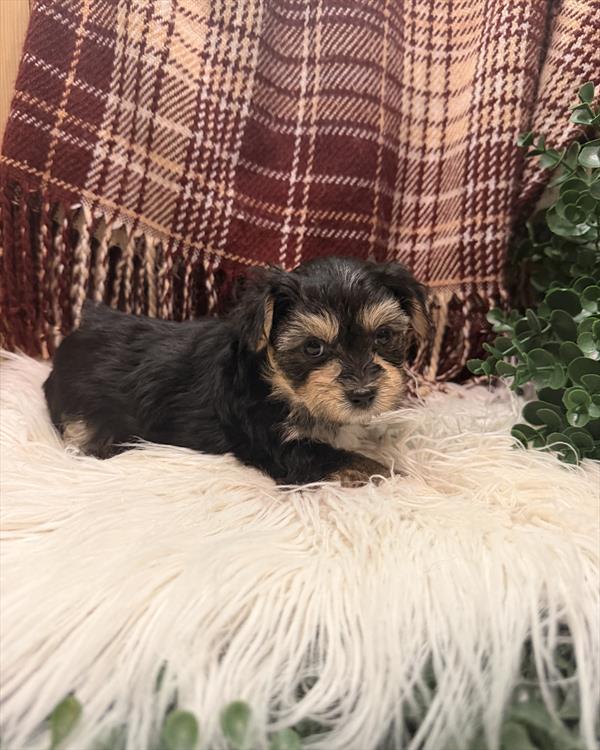[#261333-02] Black / Tan M Morkie Puppies For Adoption