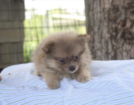 [#261590-07] Sable F Pomeranian Puppies For Adoption
