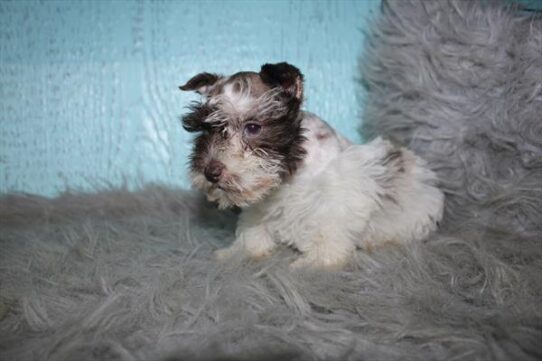 [#261402-05] Chocolate Merle F Miniature Schnauzer Puppies For Adoption