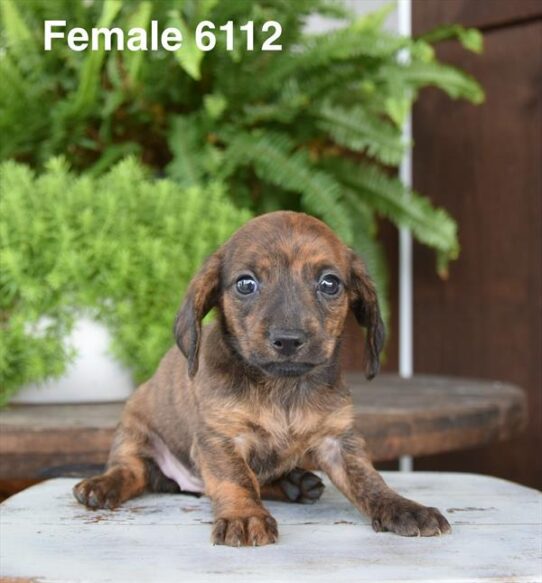 [#26402-01] Brindle F Dachshund Puppies For Adoption