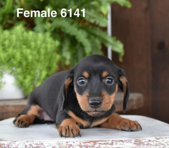 [#26402-05] Black / Tan F Dachshund Puppies For Adoption