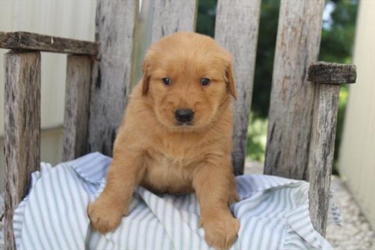 [#261799-03] Golden F Golden Retriever Puppies For Adoption