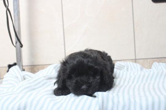 [#261507-02] Black M Havanese Puppies For Adoption
