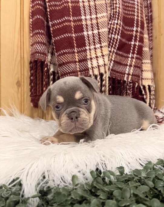 [#261492-03] Lilac / Tan M French Bulldog Puppies For Adoption