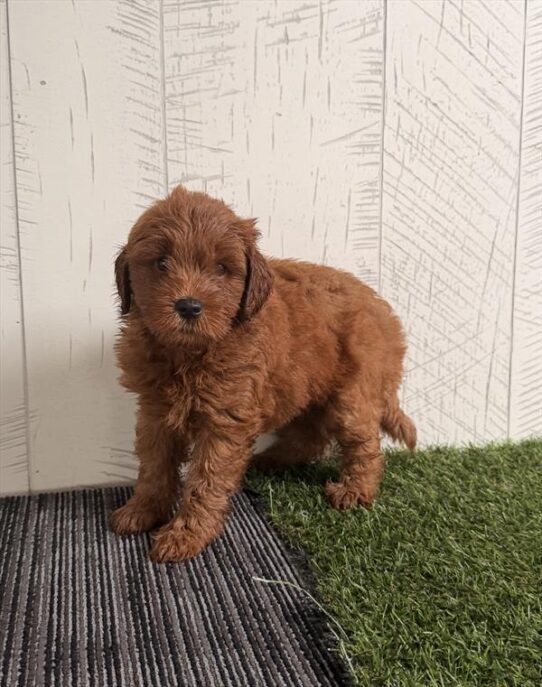 [#261422-03] Red M Goldendoodle Mini Puppies For Adoption