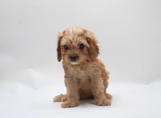 [#261447-08] Red / White F Cavapoo Puppies For Adoption