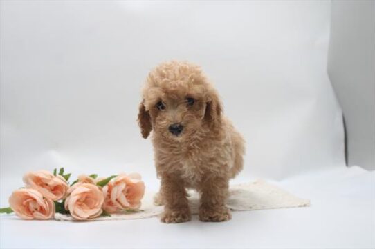[#261347-03] Cream M Poodle Mini Puppies For Adoption