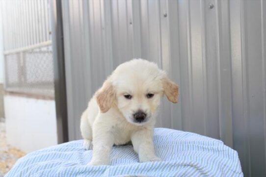 [#261621-01] Light Golden M Golden Retriever Puppies For Adoption