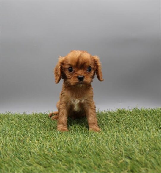 [#261549-04] Ruby M Cavalier King Charles Spaniel Puppies For Adoption