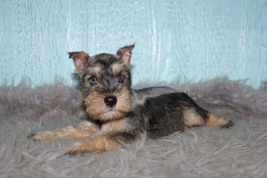 [#261581-05] Salt / Pepper M Miniature Schnauzer Puppies For Adoption
