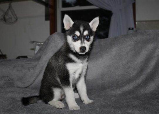 [#261644-04] Blue / White F Alaskan Klee Kai/Pomsky Puppies For Adoption