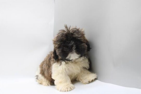 [#261572-01] Brindle / White M Shih Tzu Puppies For Adoption