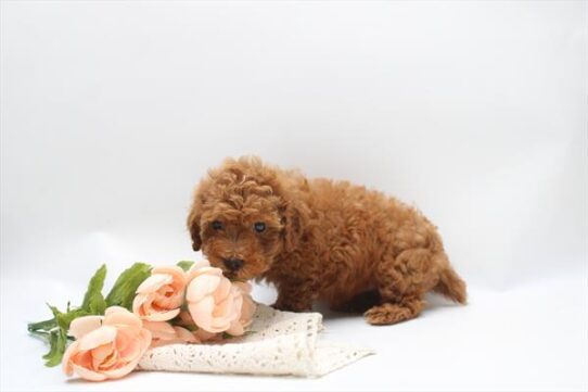 [#262159-01] Red M Poodle Mini Puppies For Adoption