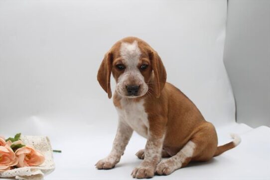 [#262070-06] Red Black / White F Beagle Puppies For Adoption