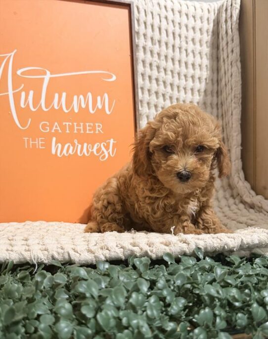 [#261790-03] Red M Goldendoodle Mini Puppies For Adoption