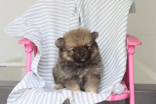 [#261320-01] Sable M Pomeranian Puppies For Adoption