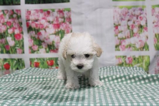 [#261537-02] White / Apricot F Maltipoo Puppies For Adoption