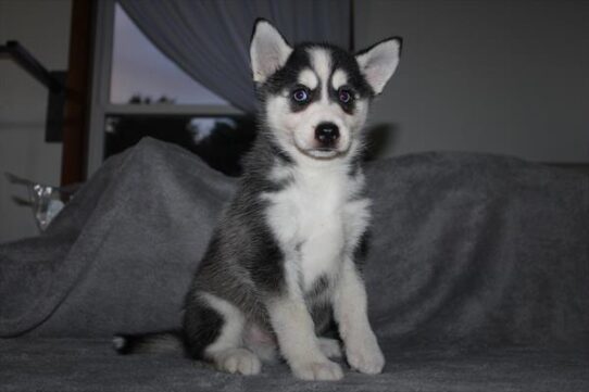 [#261644-01] Blue / White M Alaskan Klee Kai/Pomsky Puppies For Adoption