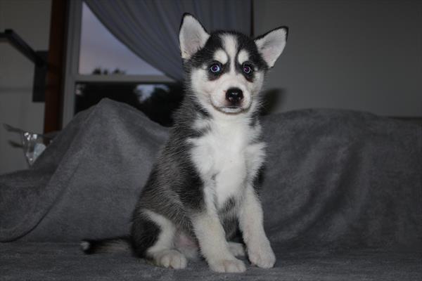Rex Image #1