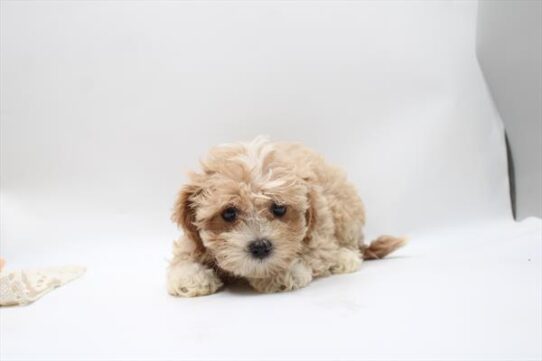 [#261916-04] Apricot F Cavapoo Puppies For Adoption