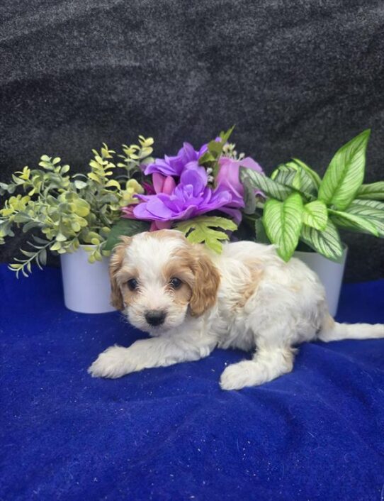 [#261771-07] Red / White F Cavapoo Puppies For Adoption