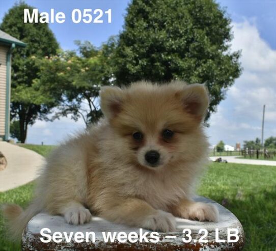 [#26476-02] Sable M Pomeranian Puppies For Adoption