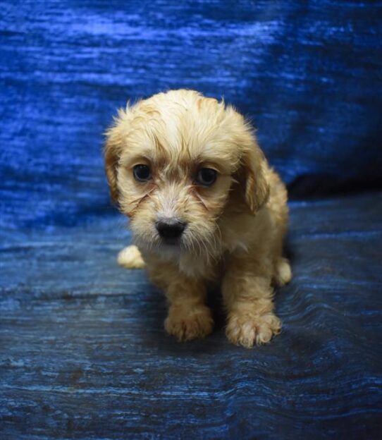 [#26128-05] F Cavachon Puppies For Adoption