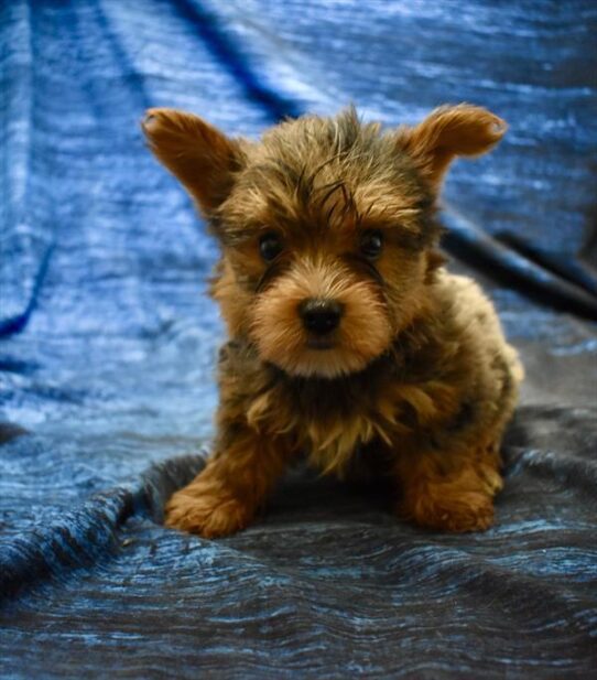 [#26134-03] Black / Tan M Yorkshire Terrier Puppies For Adoption
