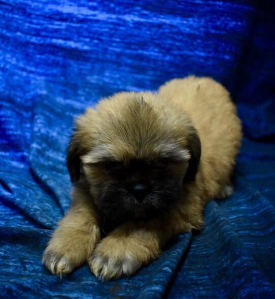 [#26127-04] Grizzle M Lhasa Apso Puppies For Adoption