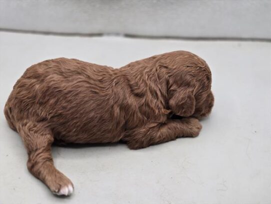 [#2698-01] Red M Goldendoodle Mini F1b Puppies For Adoption