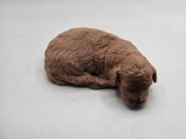 Goldendoodle Mini F1b - 5965144 Image #1