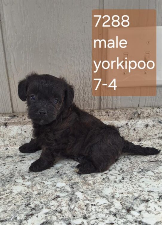 [#26494-01] Black M Yorkie/Poodle Puppies For Adoption