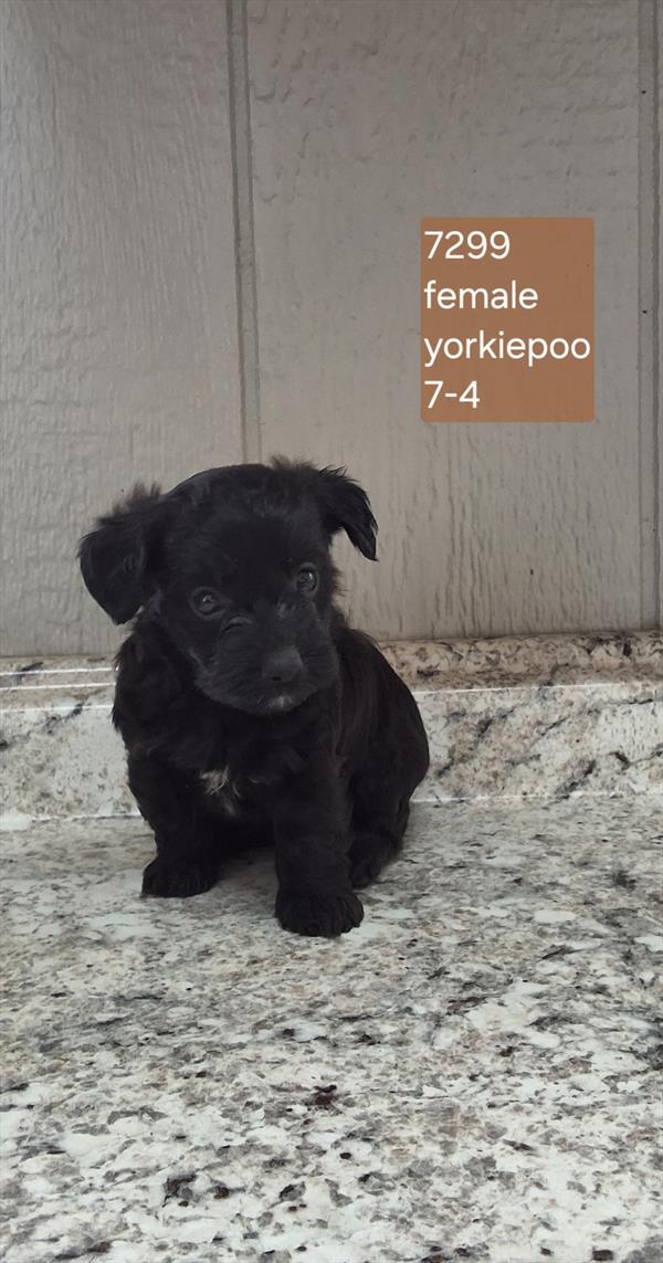 Yorkie/Poodle - Zara Image #1