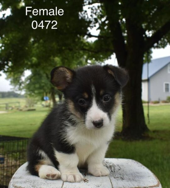 [#26505-06] Tri-Colored F Pembroke Welsh Corgi Puppies For Adoption
