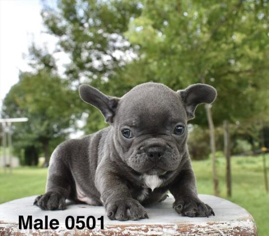 [#26507-03] Blue M French Bulldog Puppies For Adoption