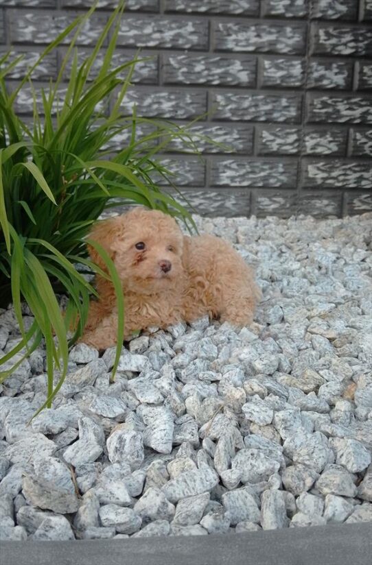 [#26509-01] Apricot F Poodle Mini Puppies For Adoption