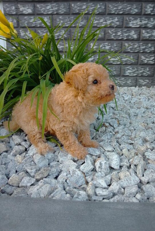 [#26509-03] Apricot F Poodle Mini Puppies For Adoption