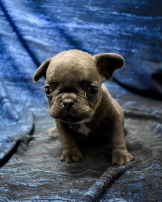 [#26146-03] Blue M French Bulldog Puppies For Adoption