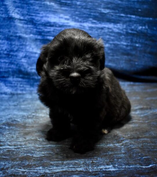 [#26143-03] Black M Maltipoo Puppies For Adoption